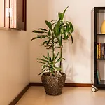 Casa Da Belgica 度假居 *