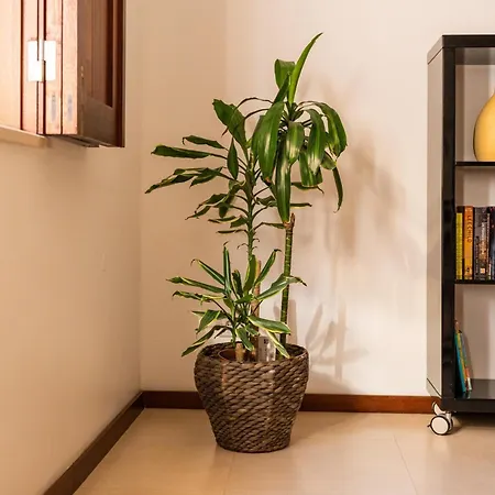 Casa Da Belgica Holiday home